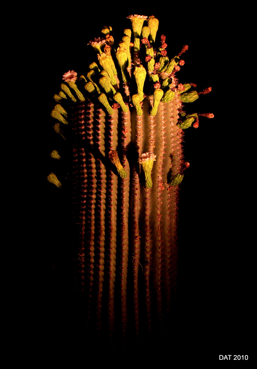 Floating Saguaro