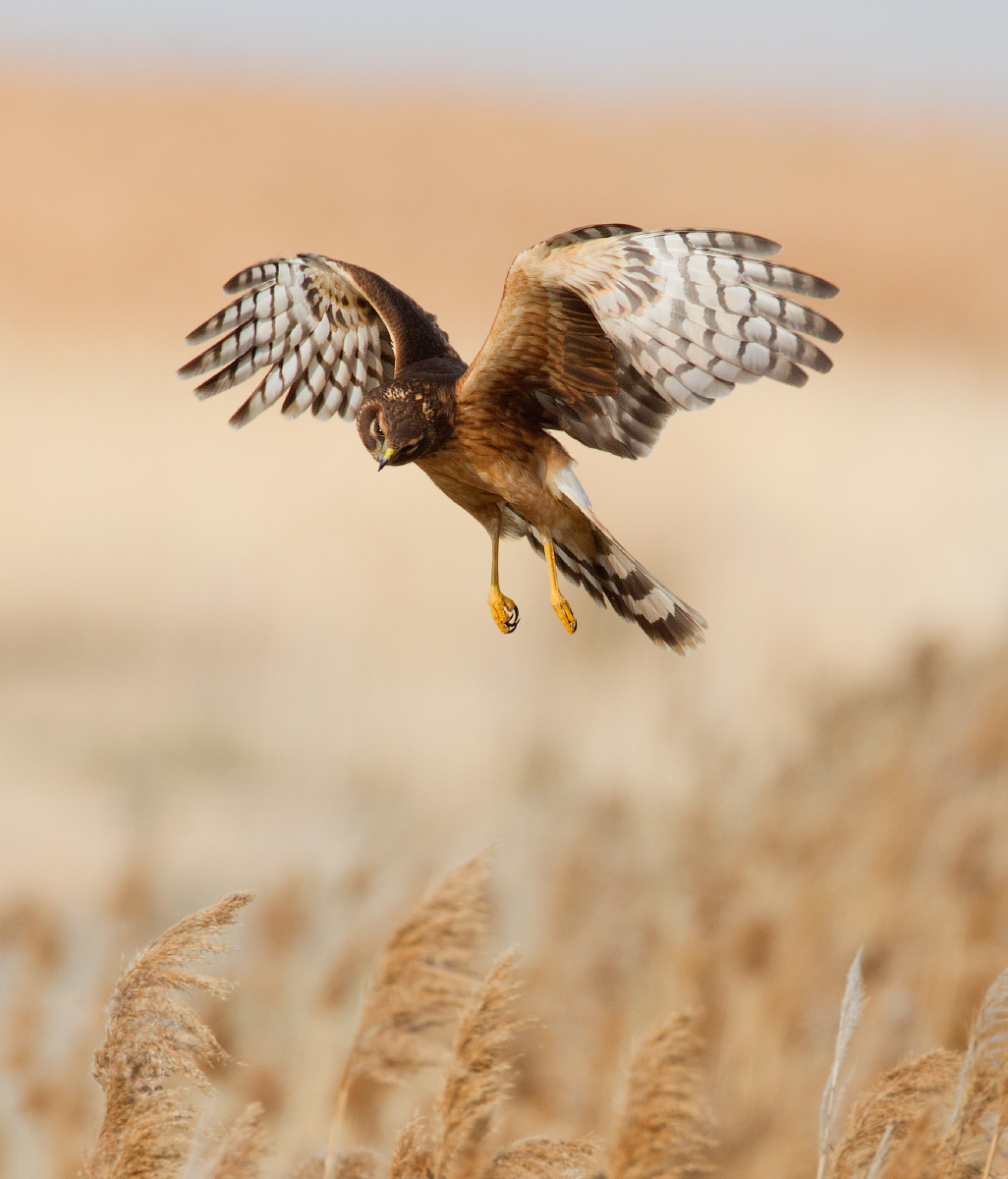 Northern harrier
