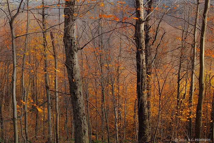 Late Autumn