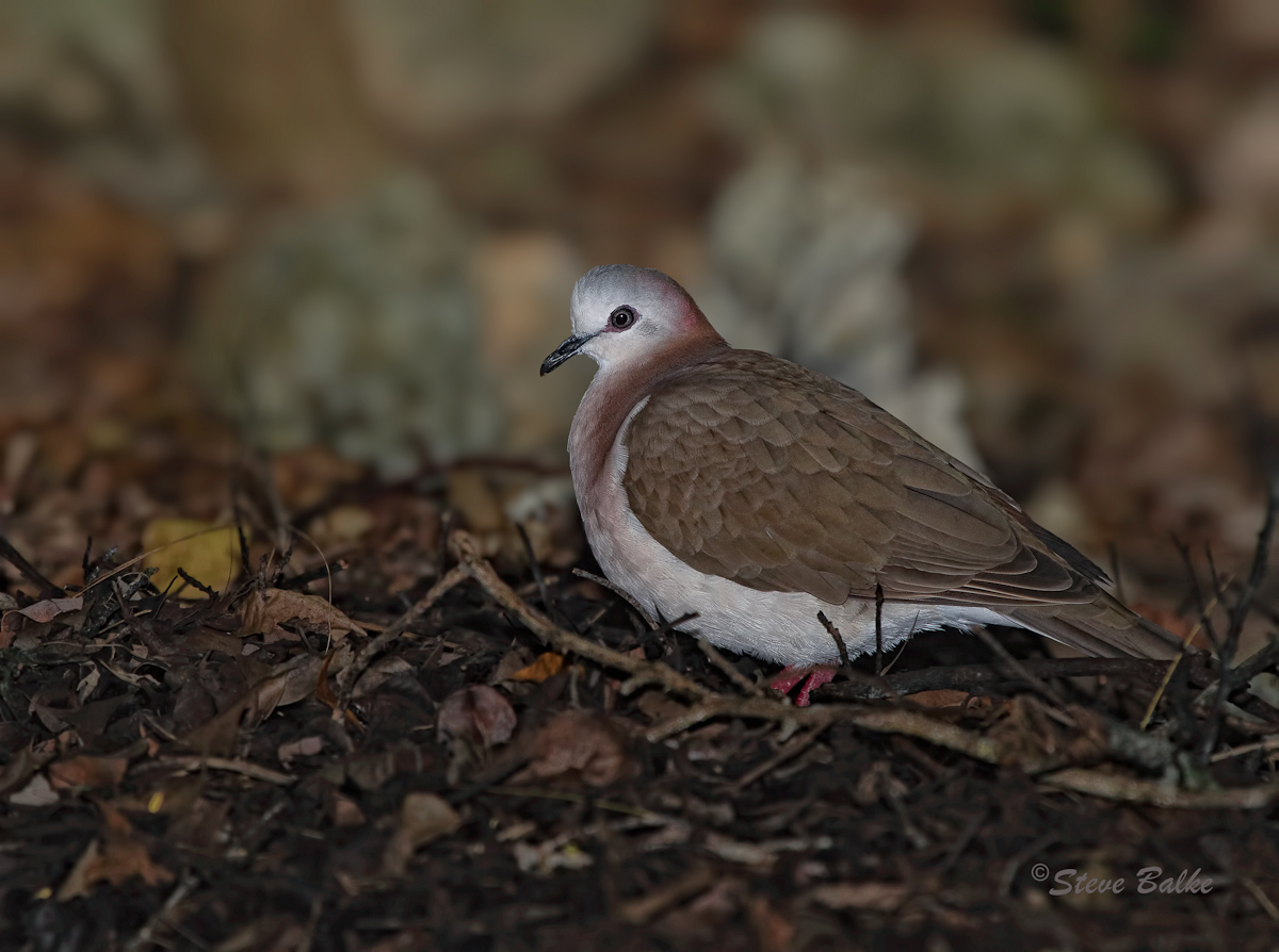 Caribbean Dove