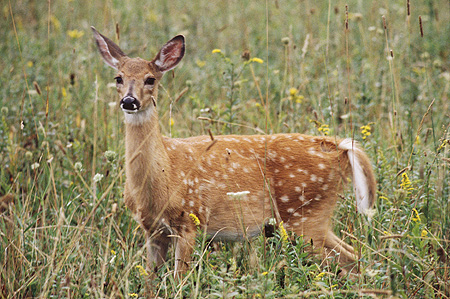 " Curious Fawn "
