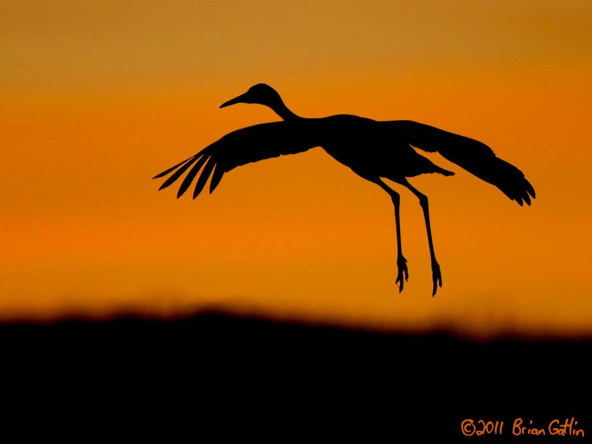 Sunset Crane
