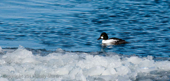 Very cold goldeneye