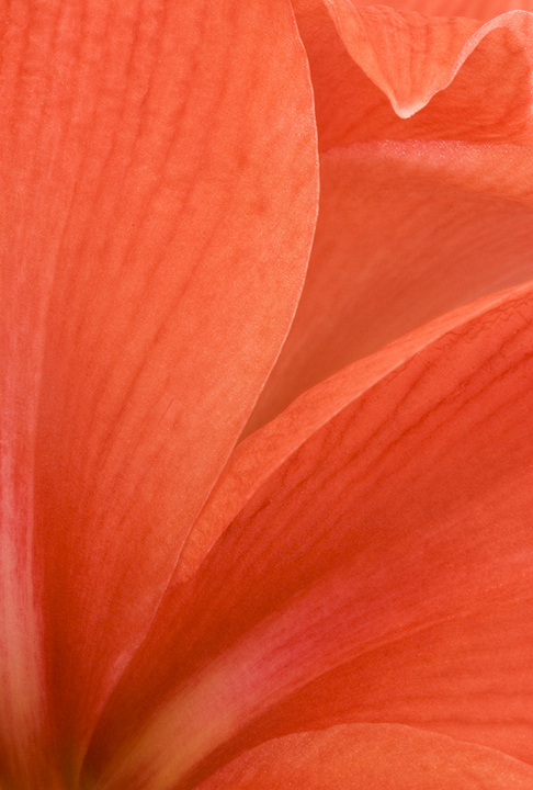 Abstract Amaryllis