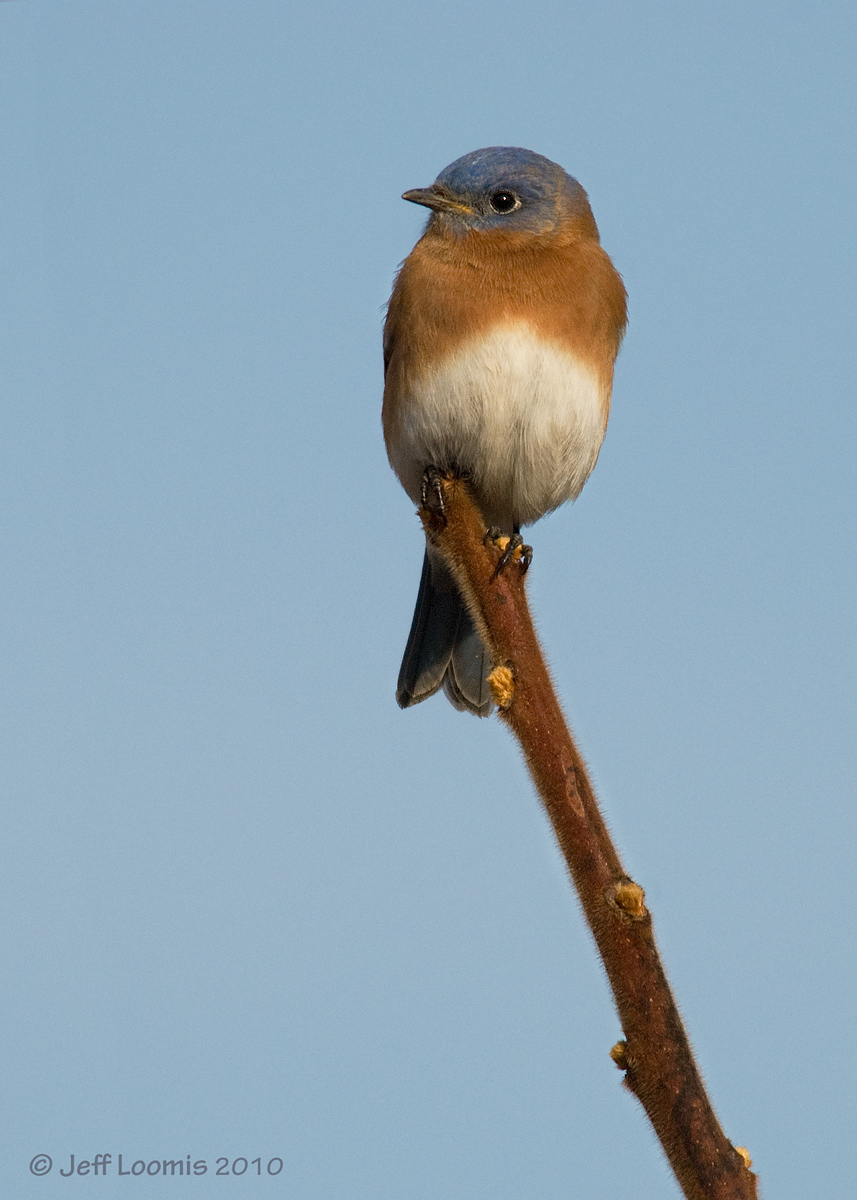 Winter Bluebird