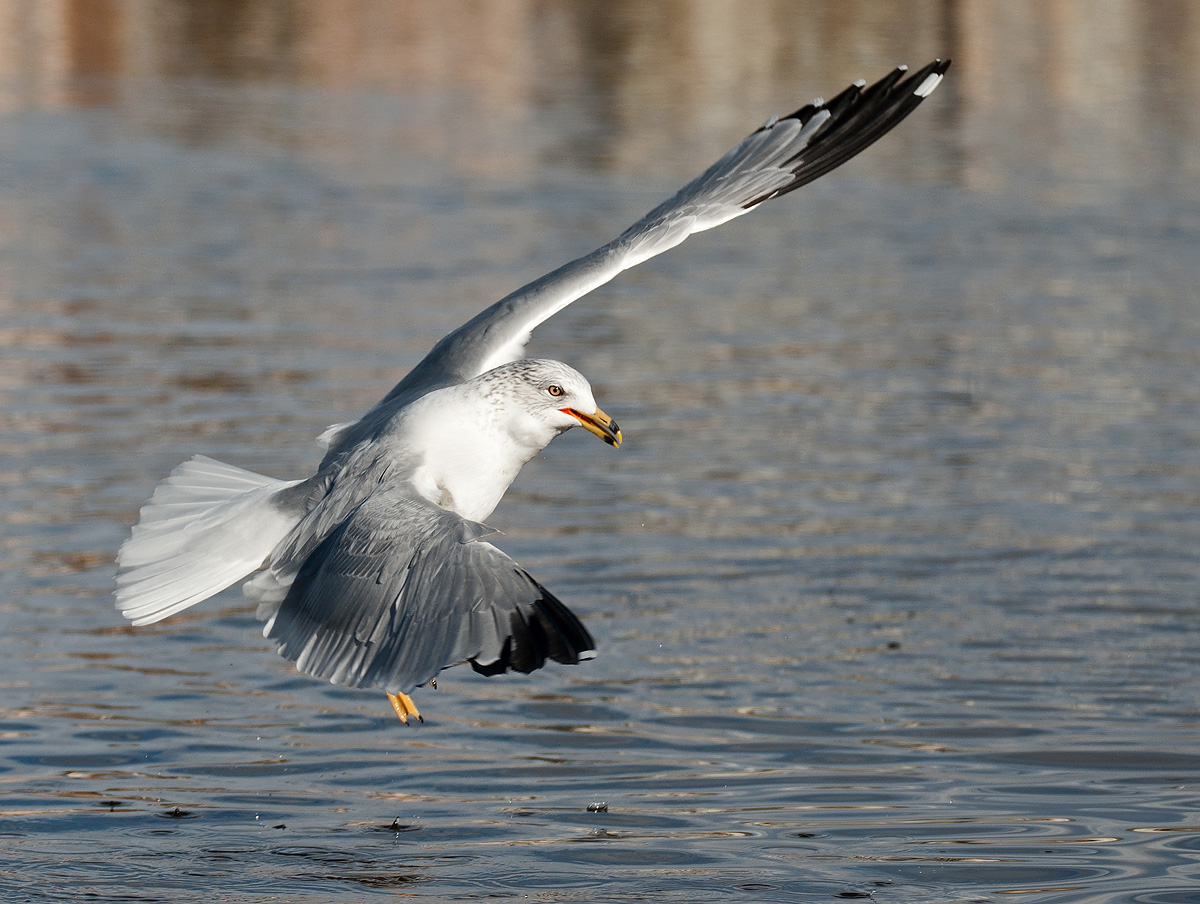 Ring-billed Gull