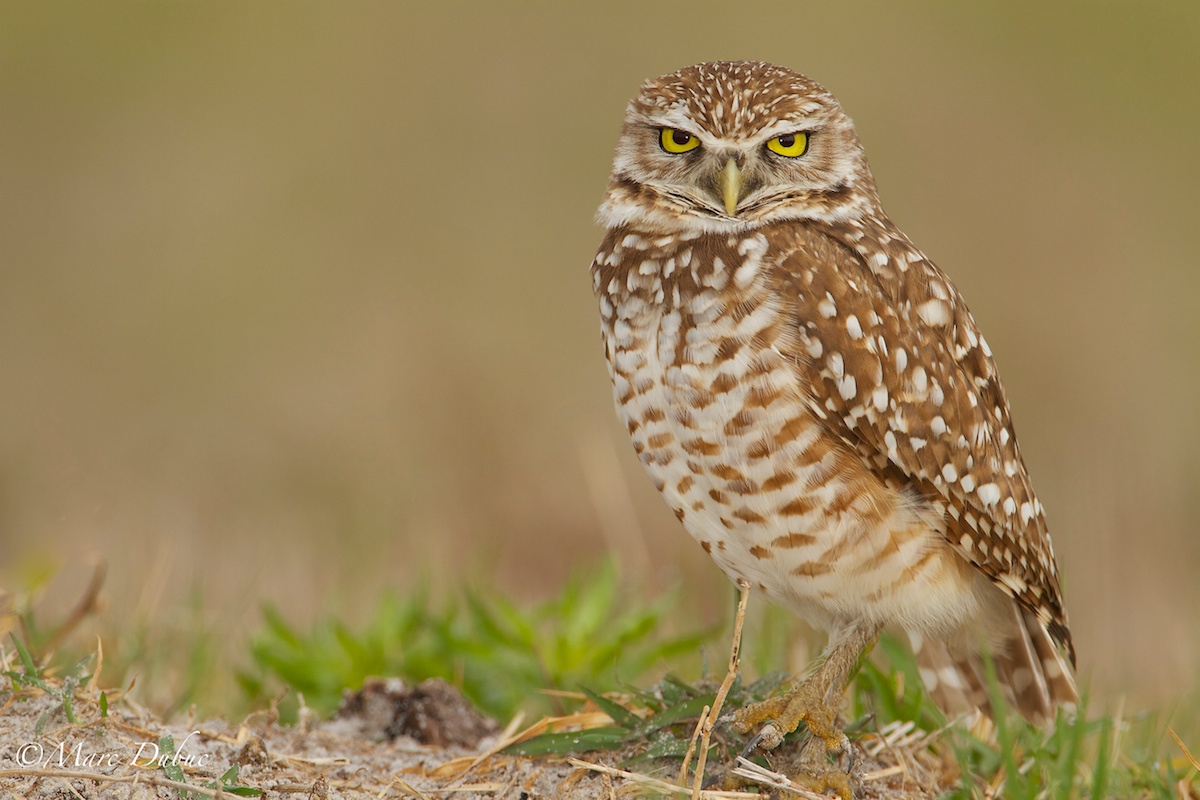 Burrowing Owl II