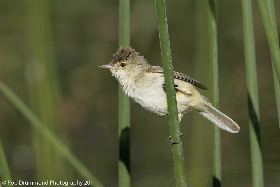 Australian Reed Warbler