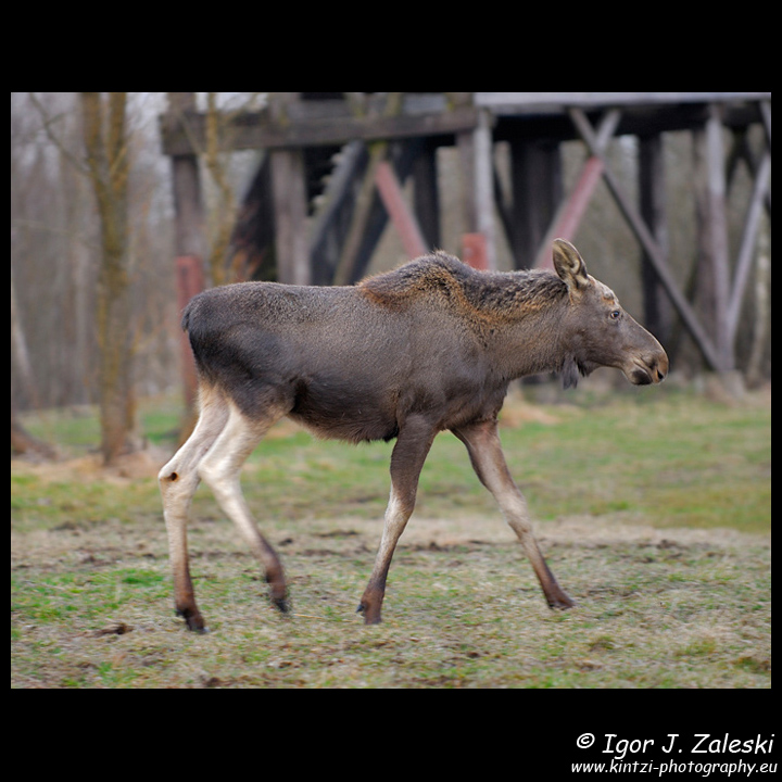 Wild Moose