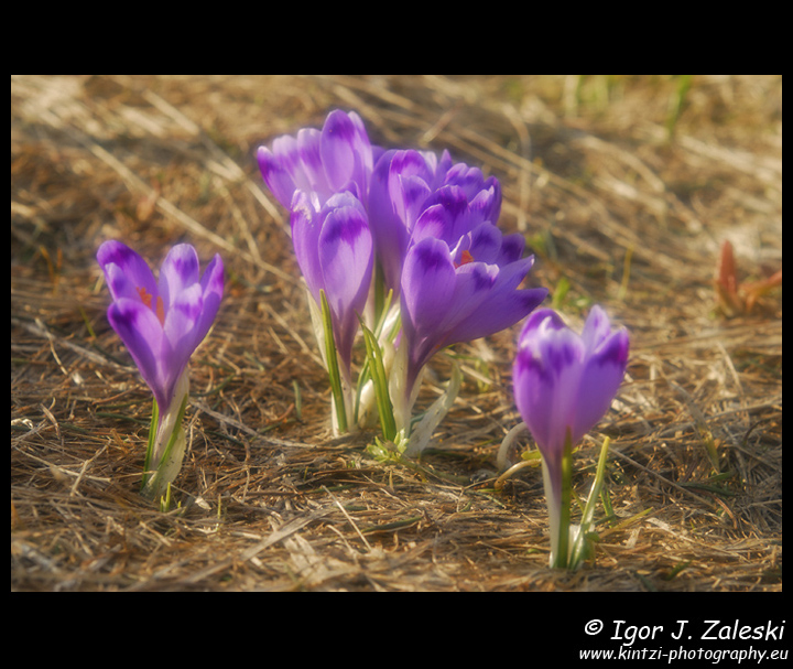 Crocus scepusiensis