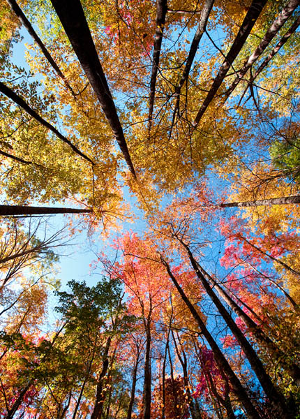 Fell for Fall