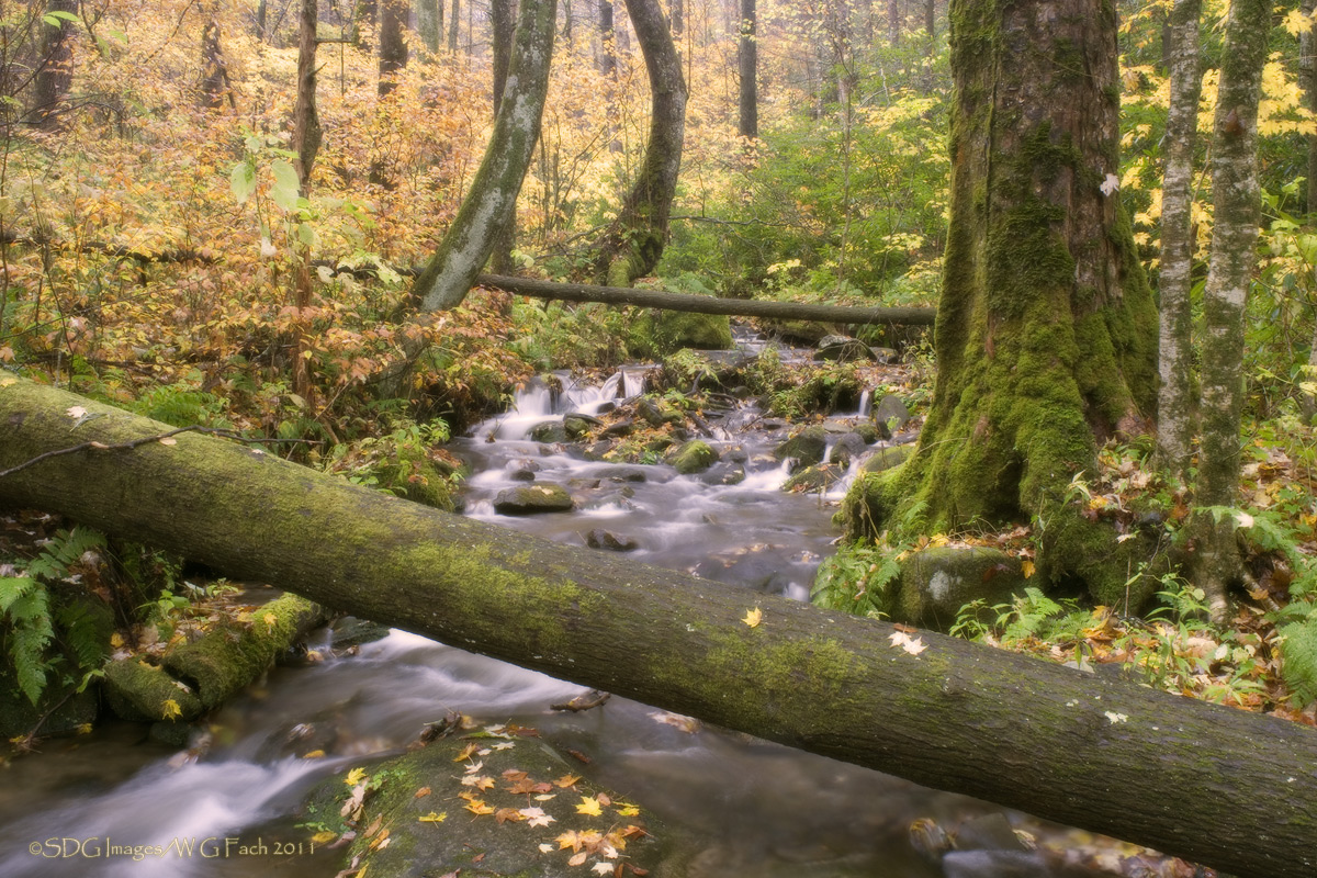 Verdant