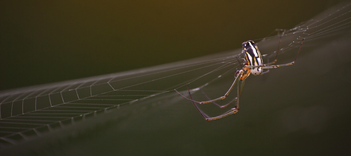Spider
