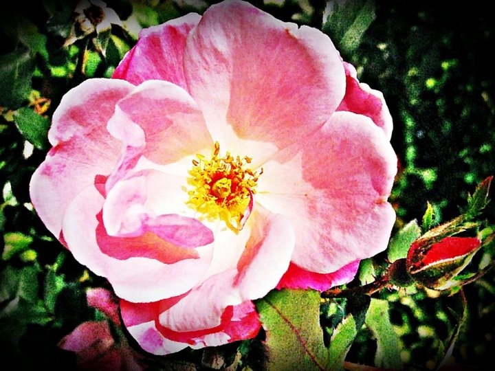 Bud and Bloom