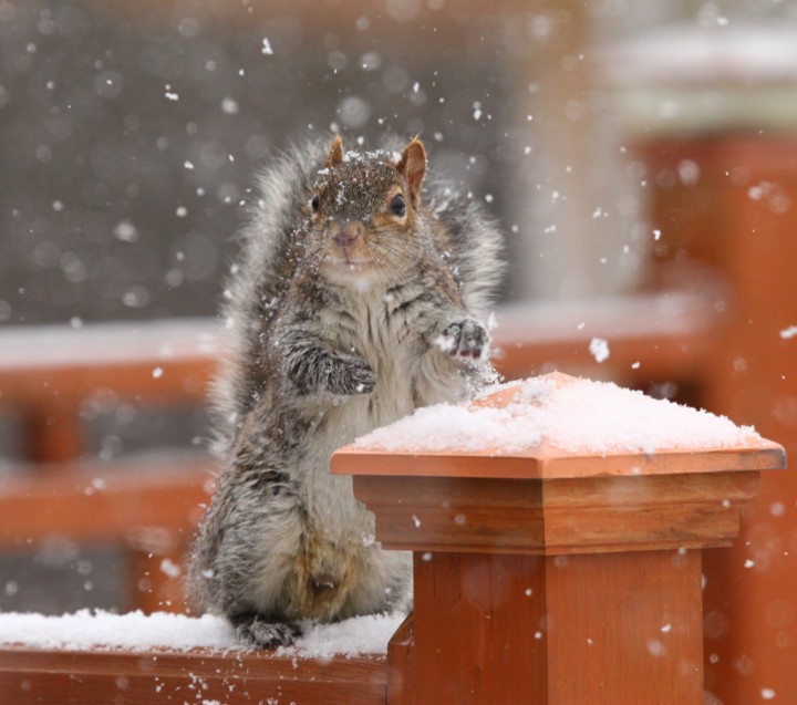 Squirrel in the yard