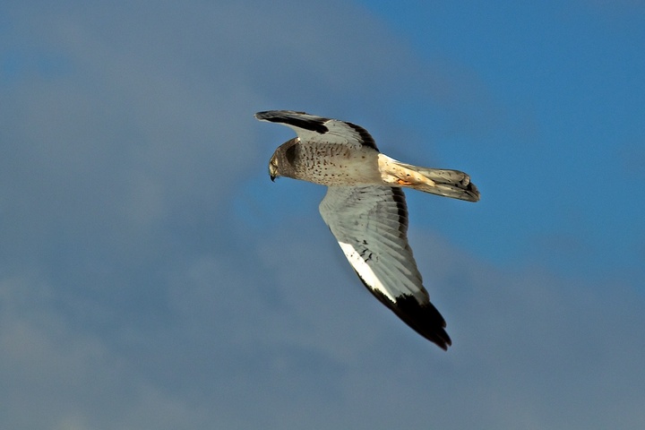 Marsh Hawk