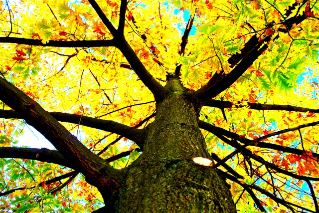 Autumn from the trunk up