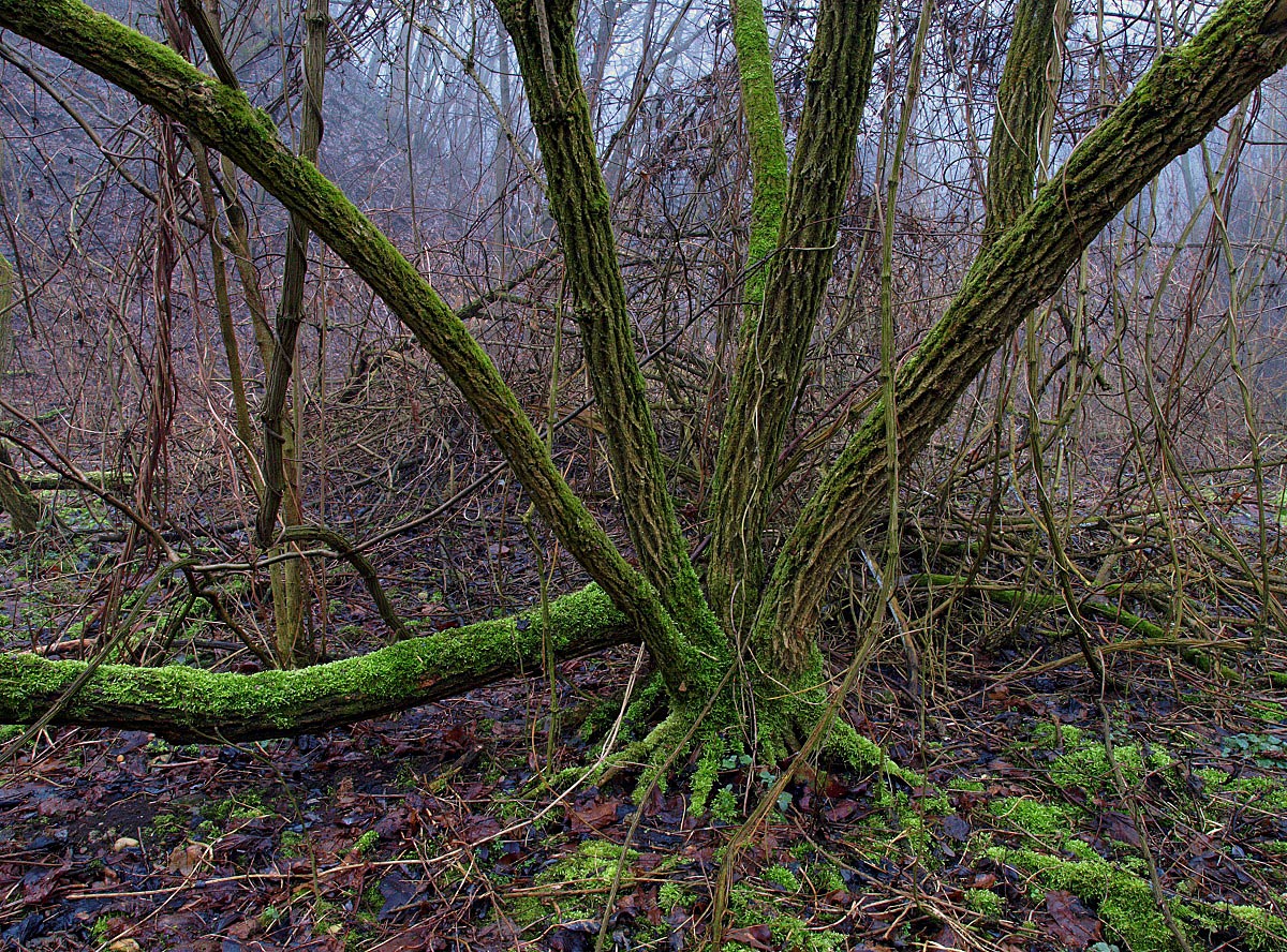 Entwined