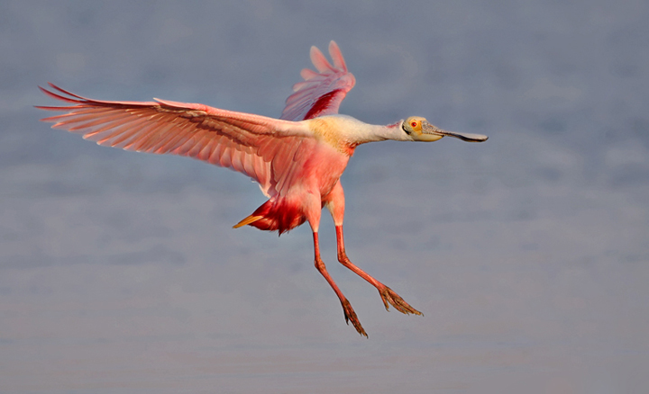 Spoonbill