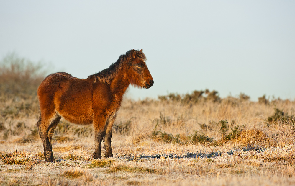 Gower Pony (wild)