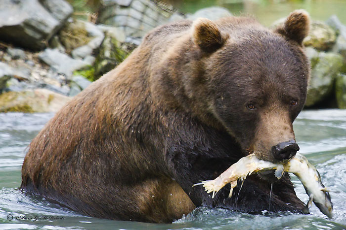 Bear0002