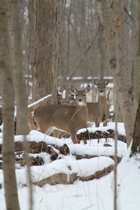Winter whitetail deer