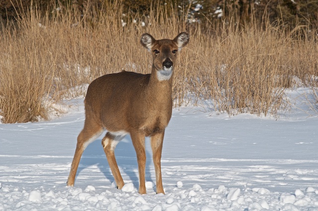 Fire Island Deer