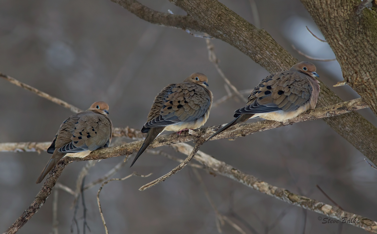 Dove Trio+Repost