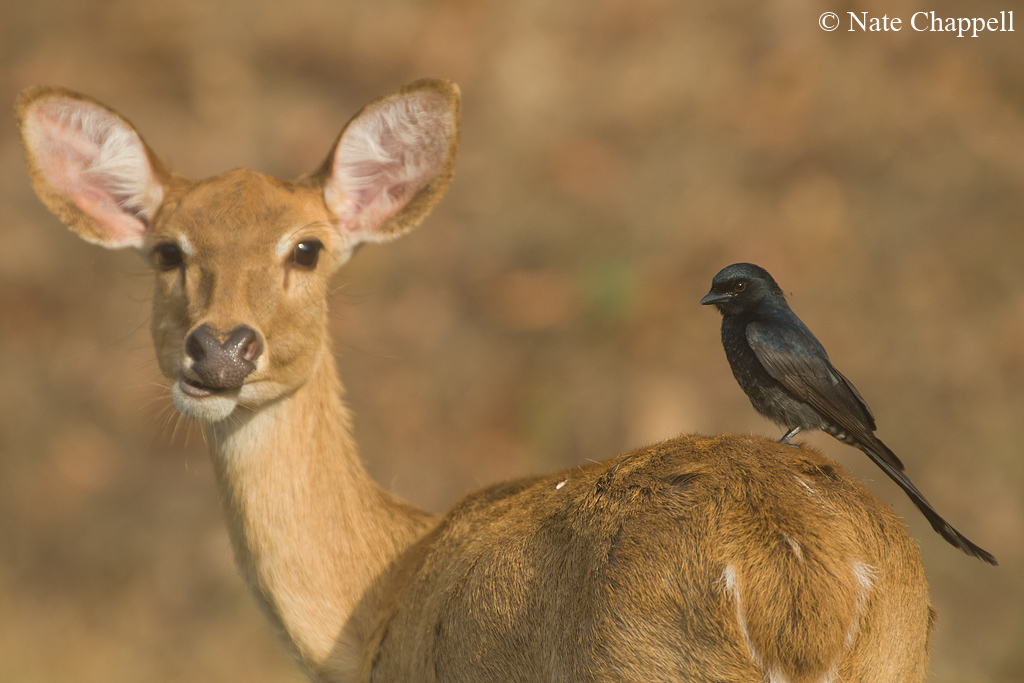 Black Drongo on Sambar