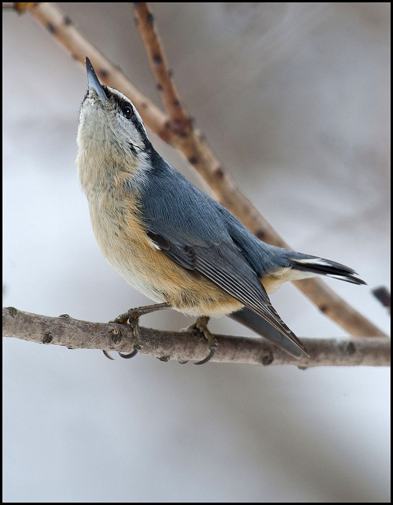 Red-Breasted Nuthatch ::