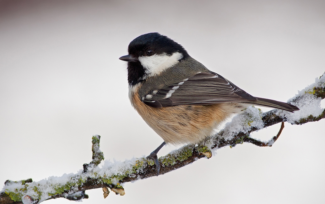 Coal Tit