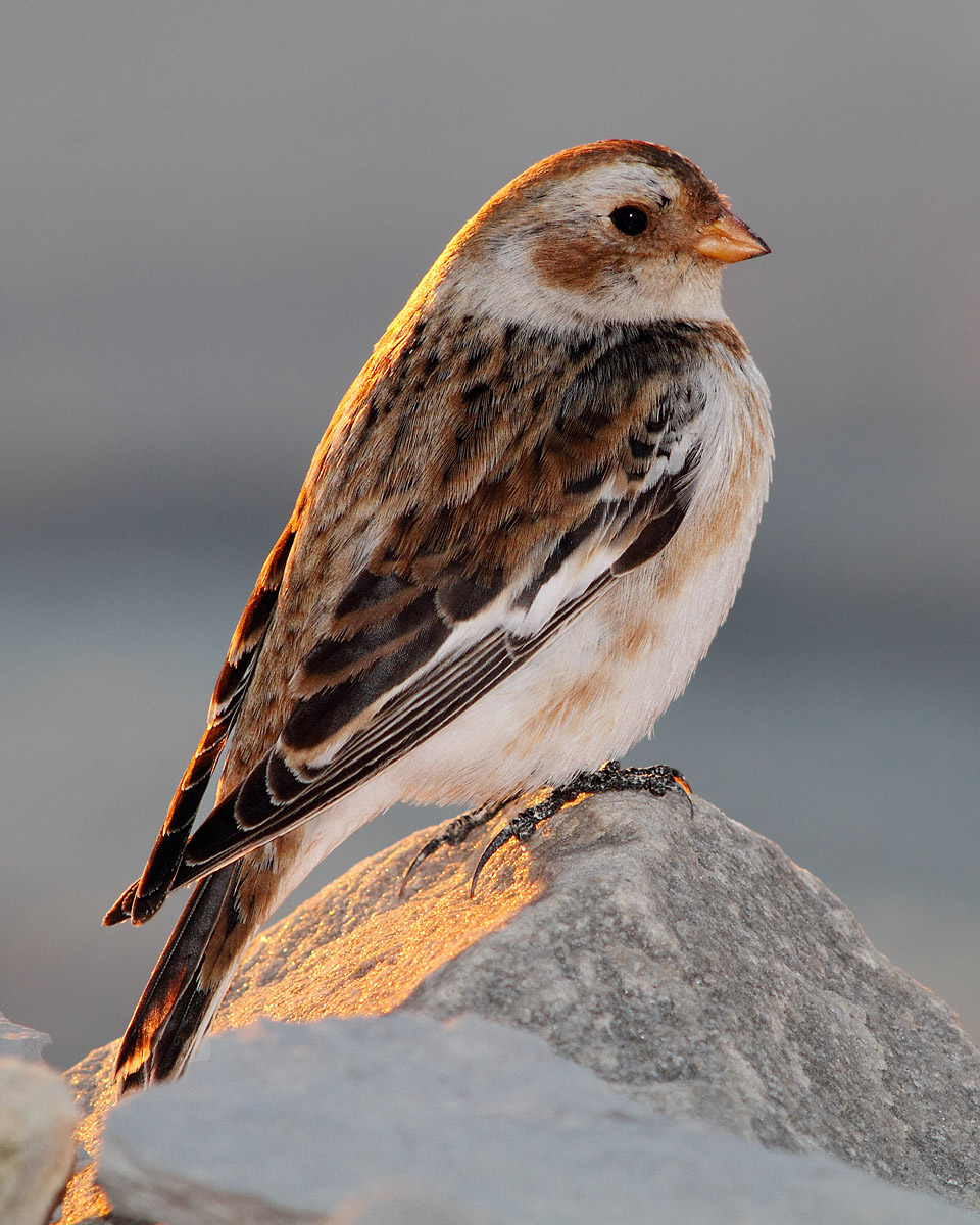 Snow Bunting & repost