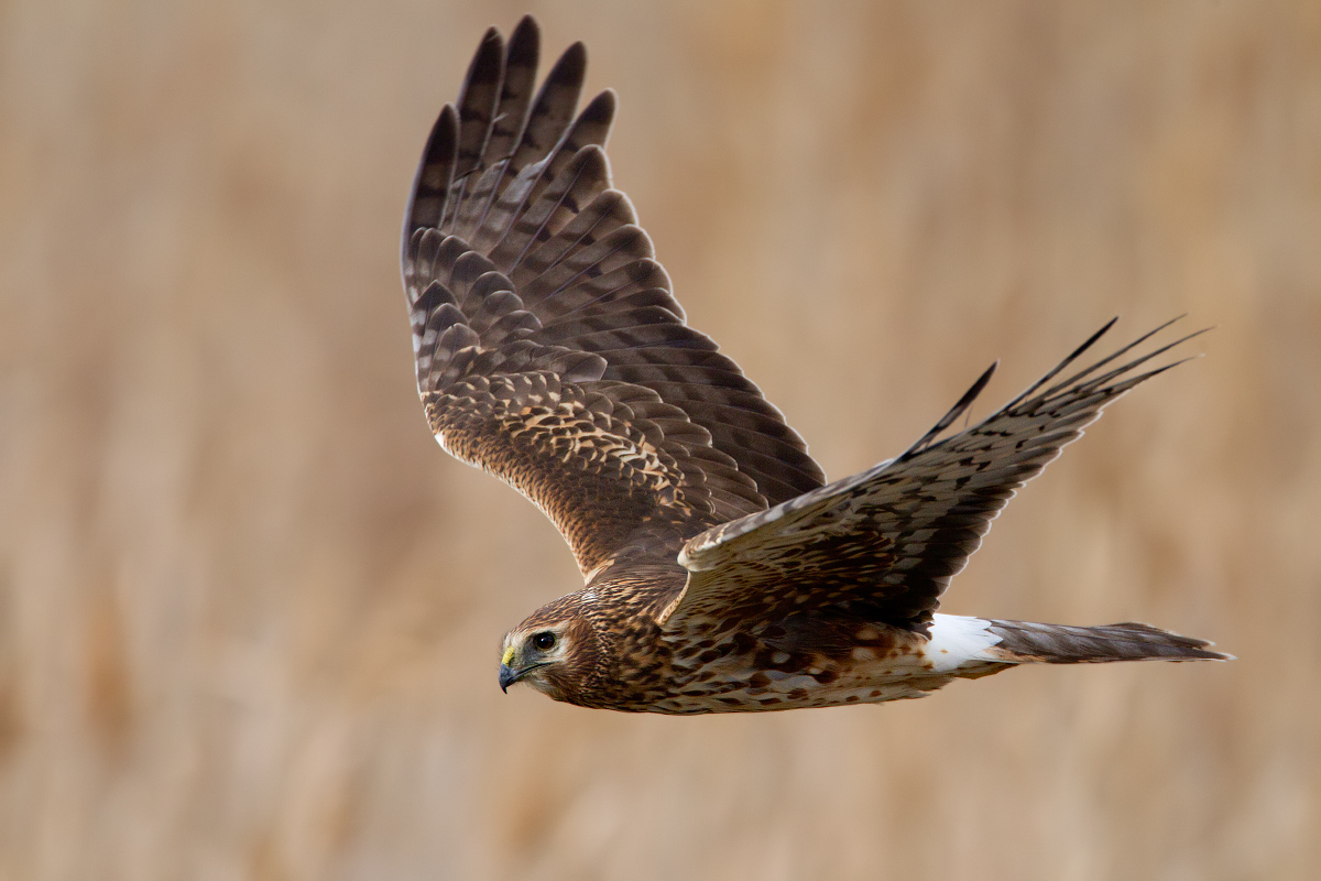 Northern Harrier