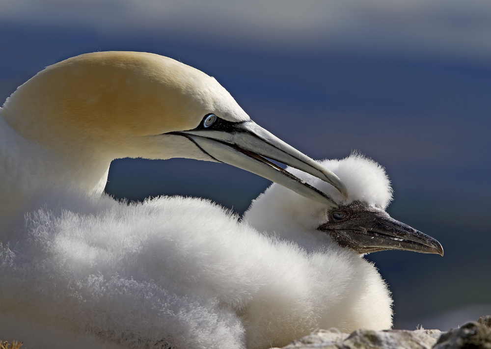 Northern Gannet & Chick