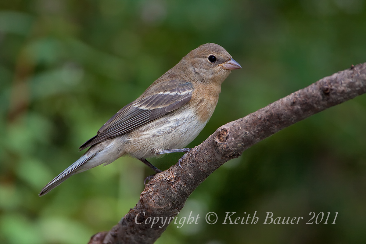 Lazuli Bunting