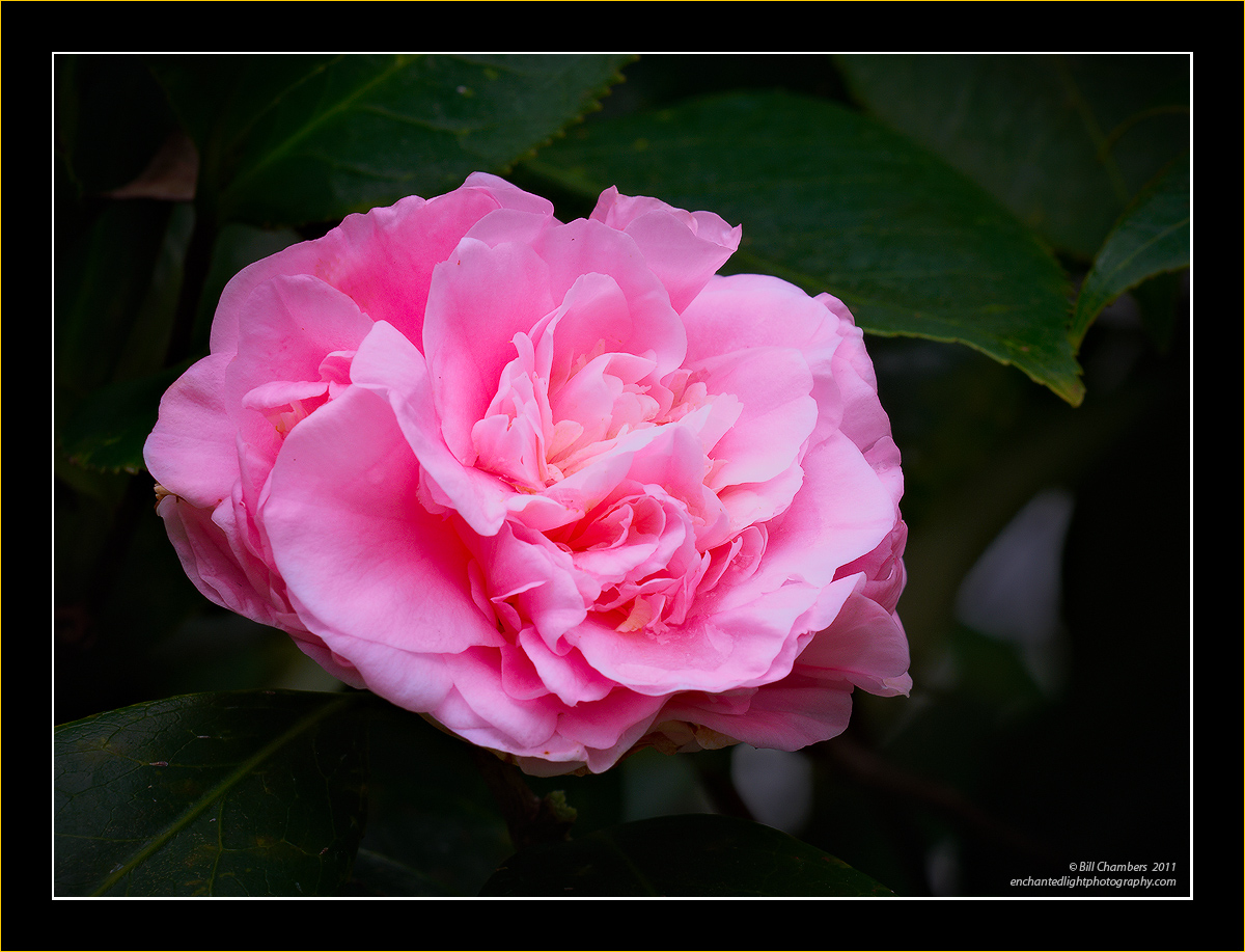 Pink Camellia 2