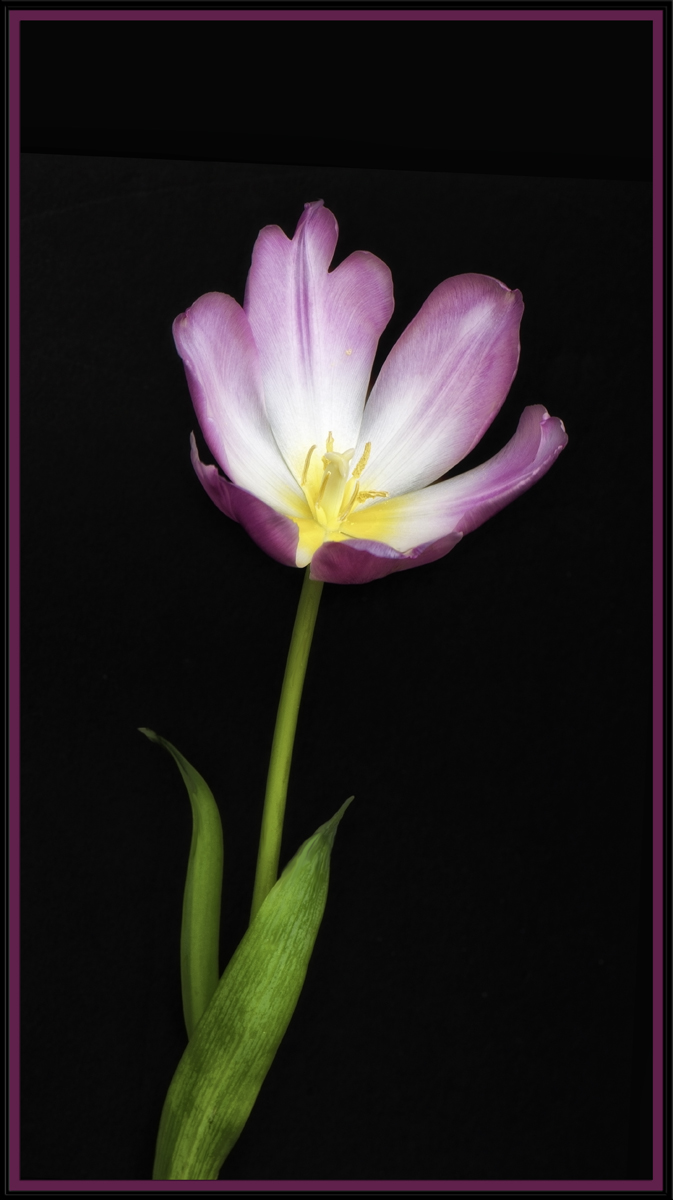 Tulipe Rose