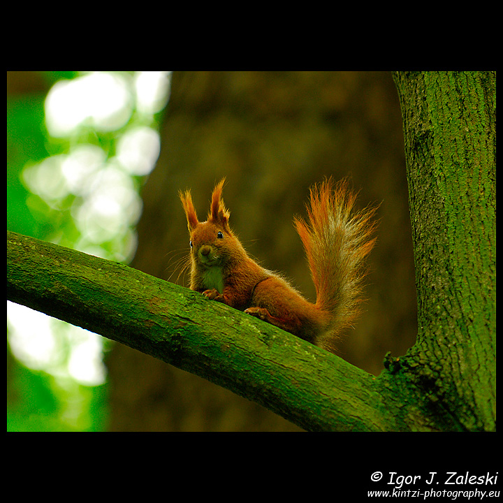 Waiting for another nut