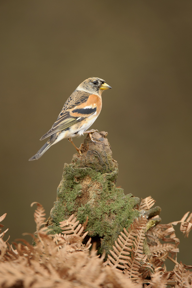 Brambling