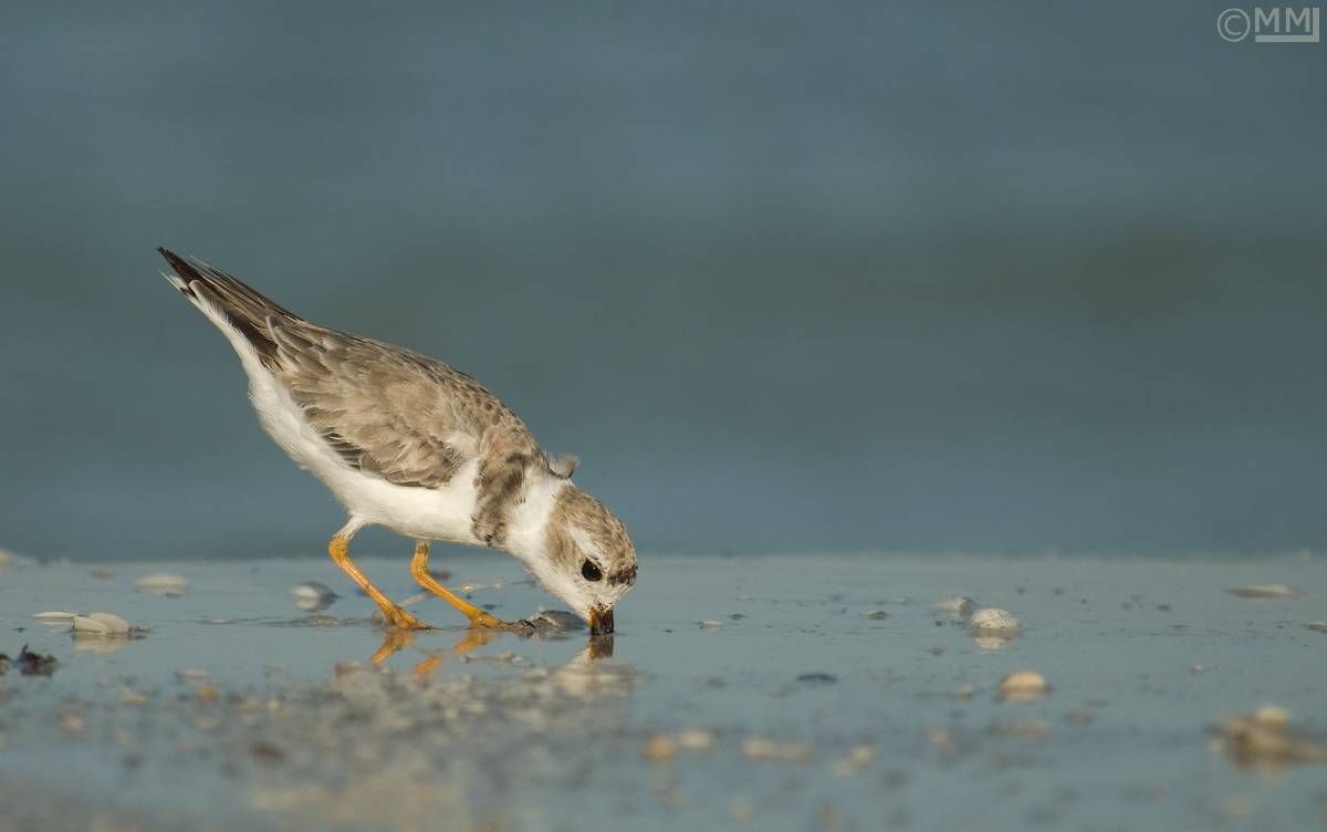 Piping Plover 