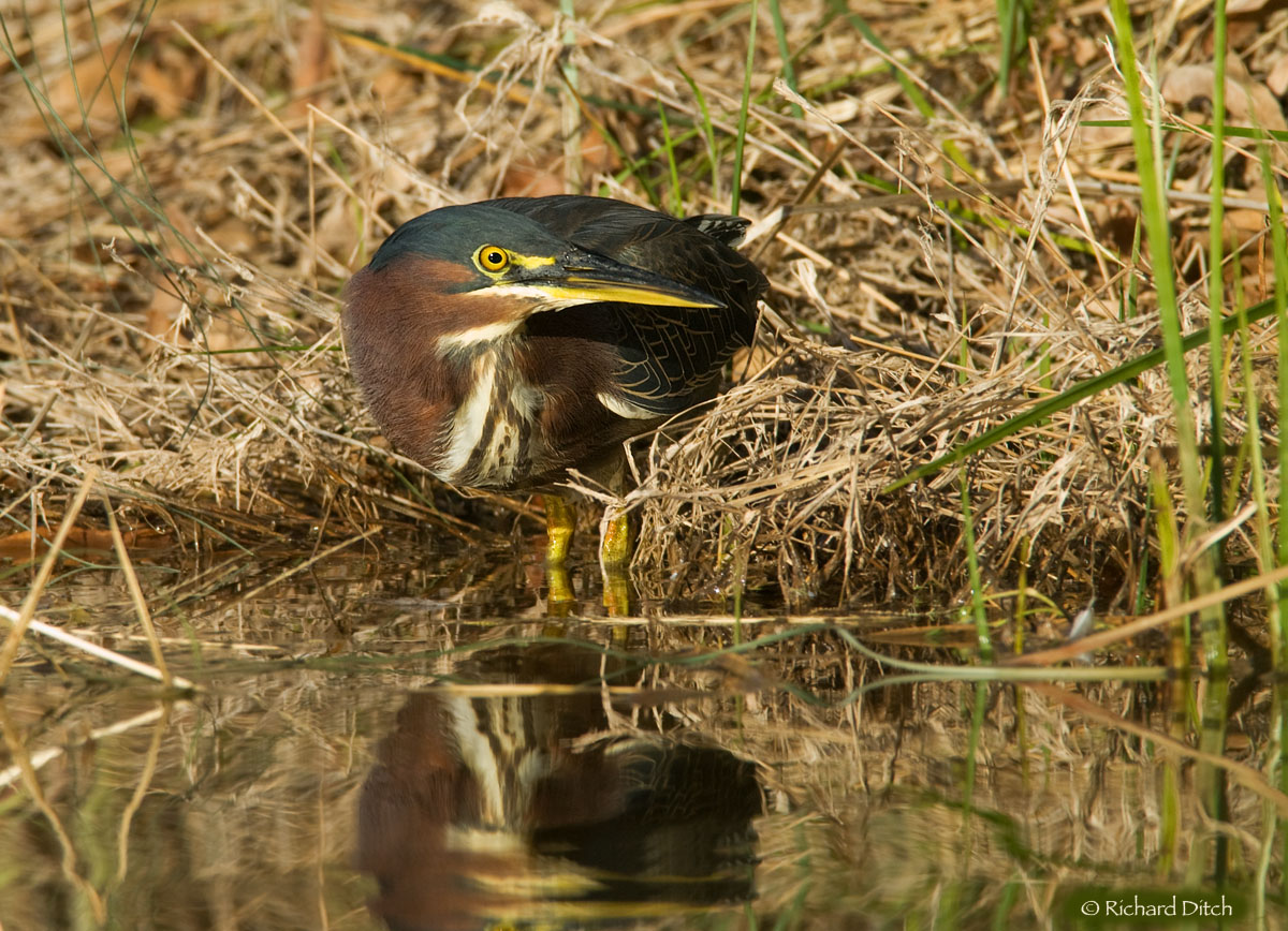 Green Heron