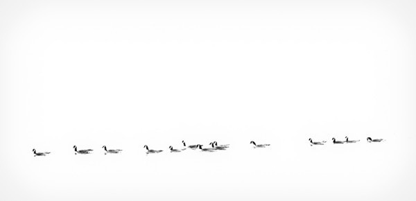Geese in Winter