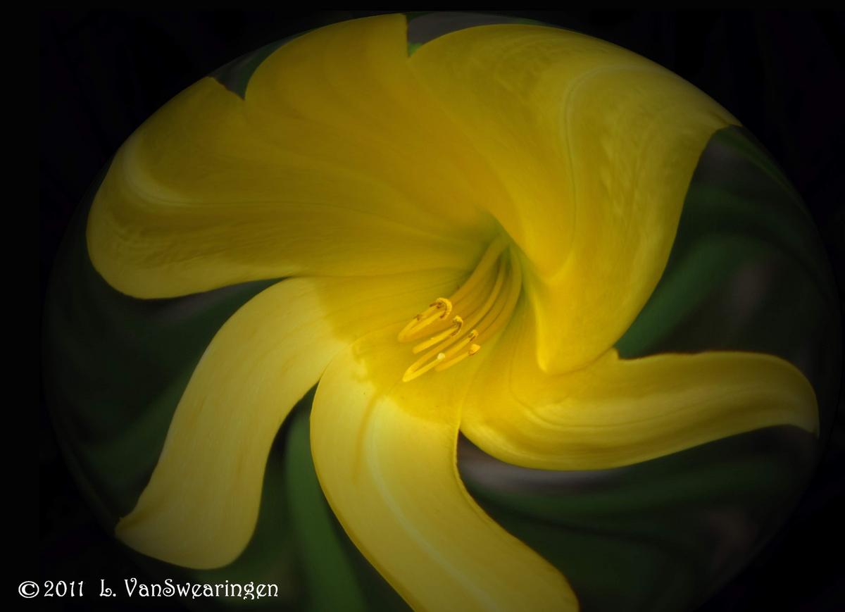 Daylily Pulled Back