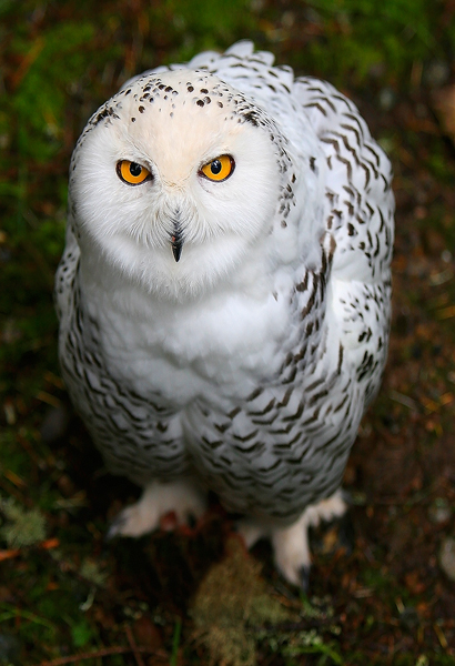 Snowy Owl