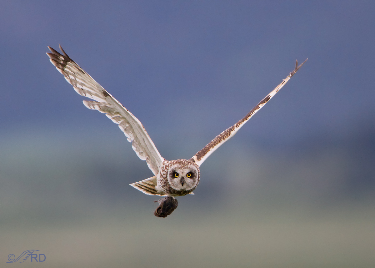 Short-eared Owl