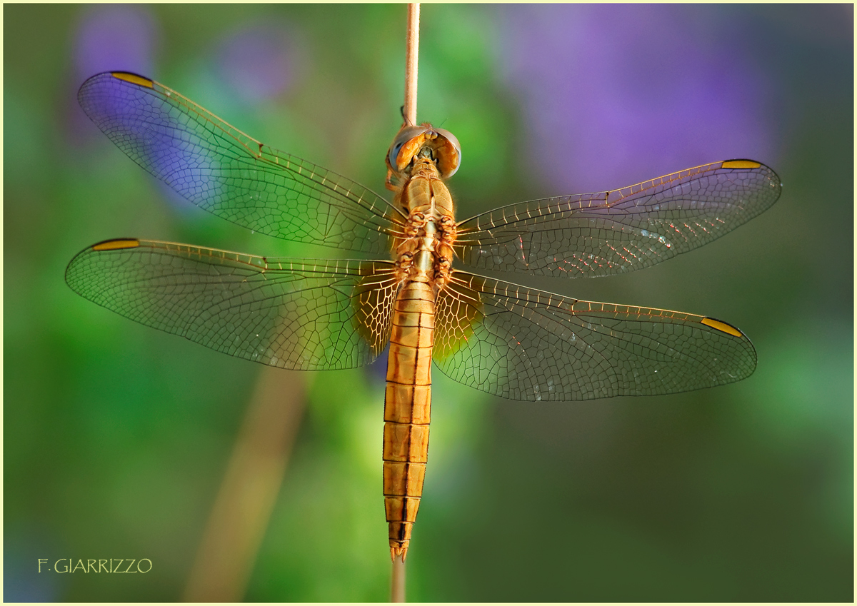 Golden dragonfly