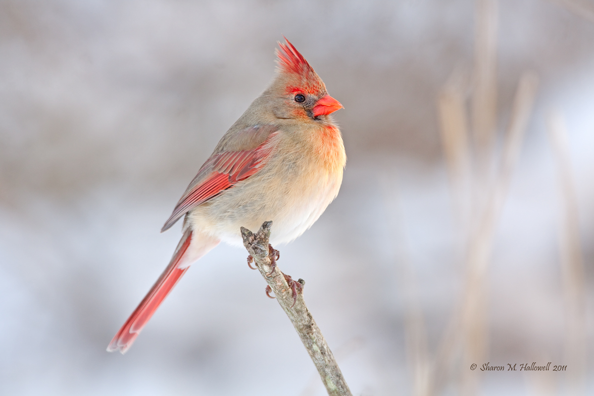 Cardinal