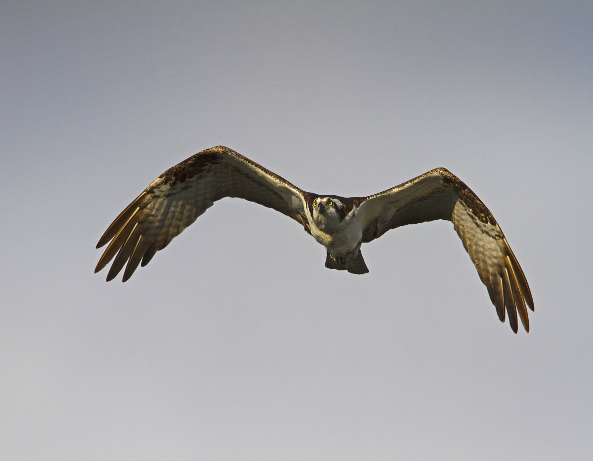 Osprey
