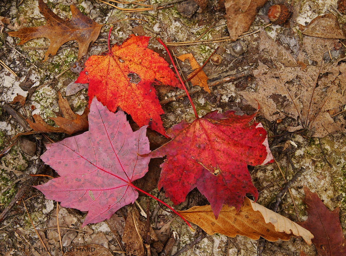Maple Trio