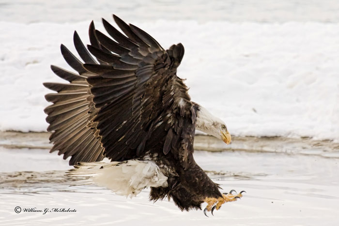 Eagle0003